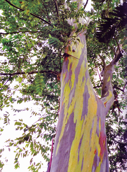 Bagras, a tree native to Mindanao
